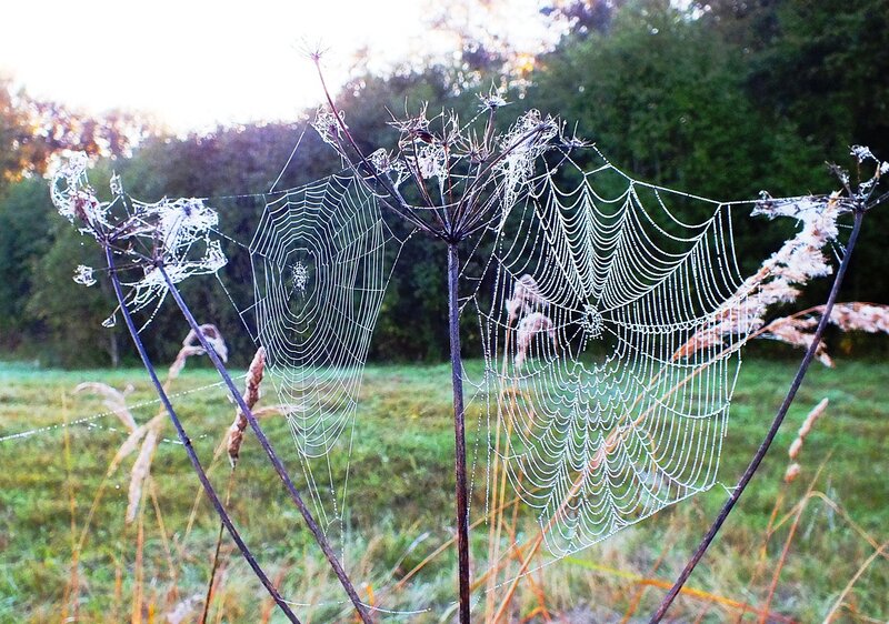 Frost-covered Spiderwebs