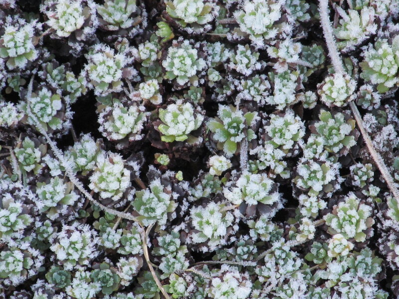 Frost-covered Succulent Plants — Green