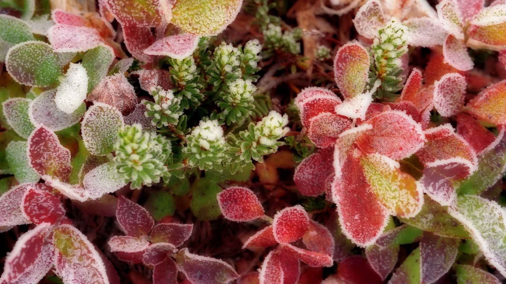 frost-covered succulent plants