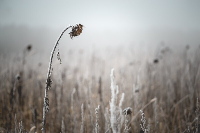 Frost-covered Sunflower