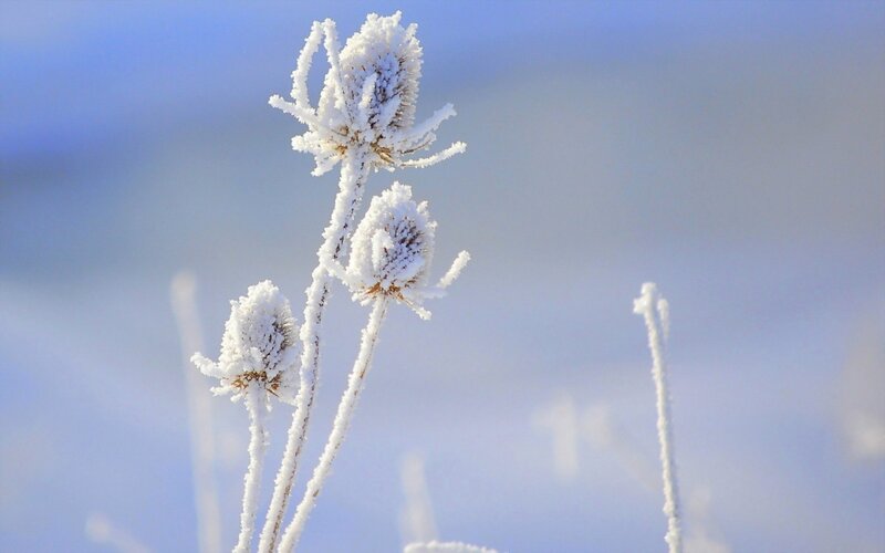 Frost-covered thistle flowers
