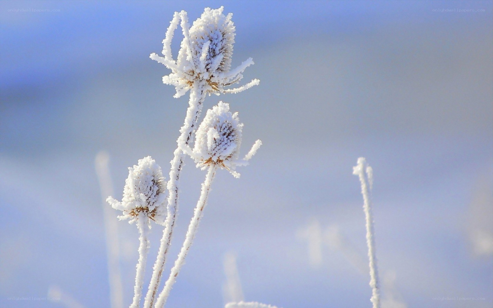 Frost-covered thistle flowers