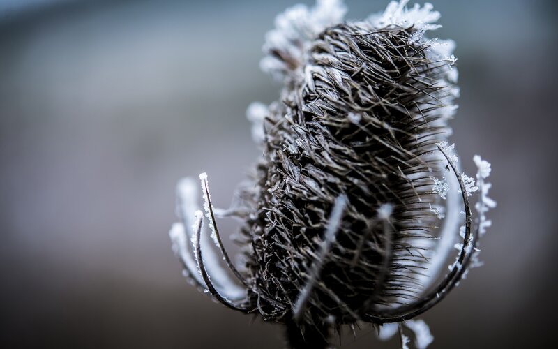 Frost-covered thistle head