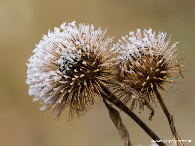 Frost-covered Thistle Heads