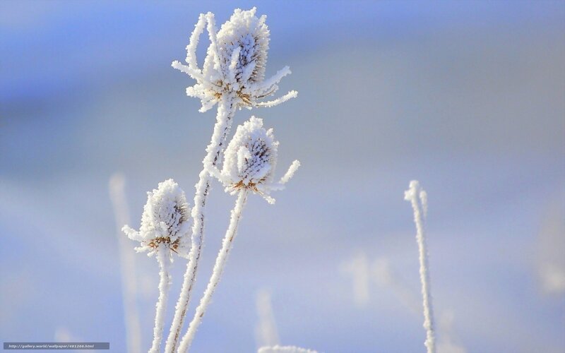 Frost-covered thistle in winter