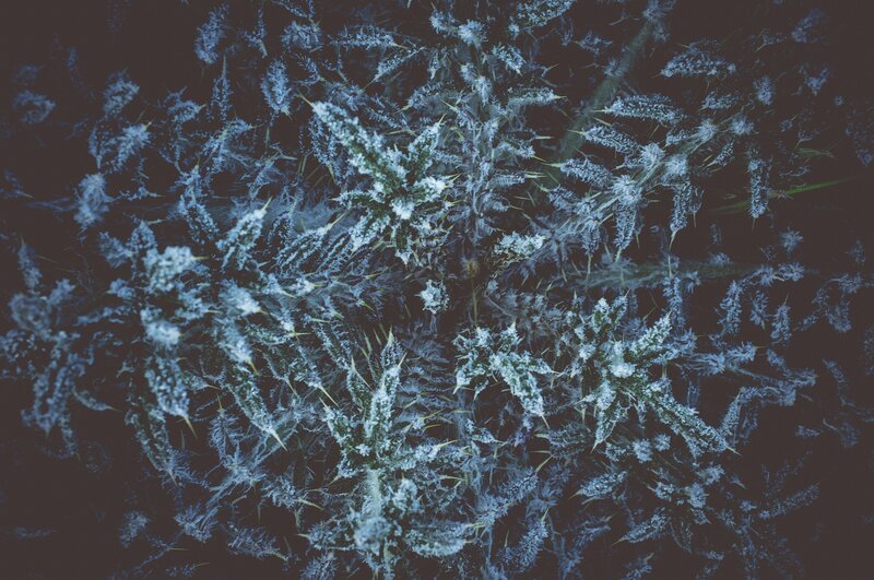 Frost-covered thistles