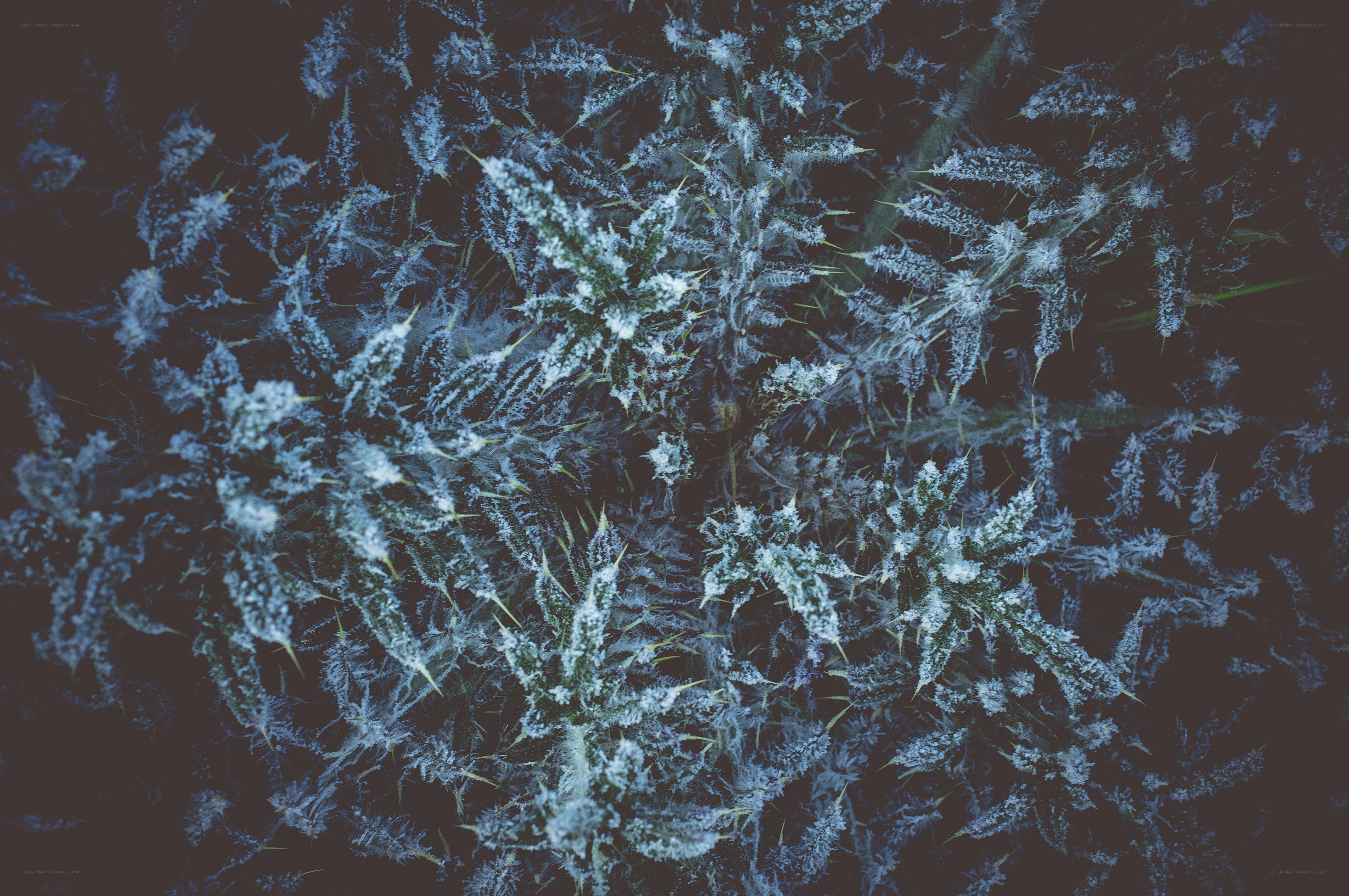 Frost-covered thistles