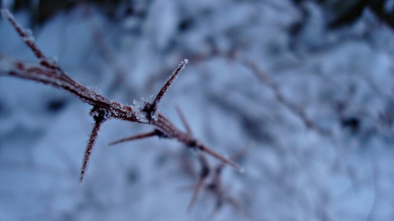Frost-covered Thorny Branch — Blue