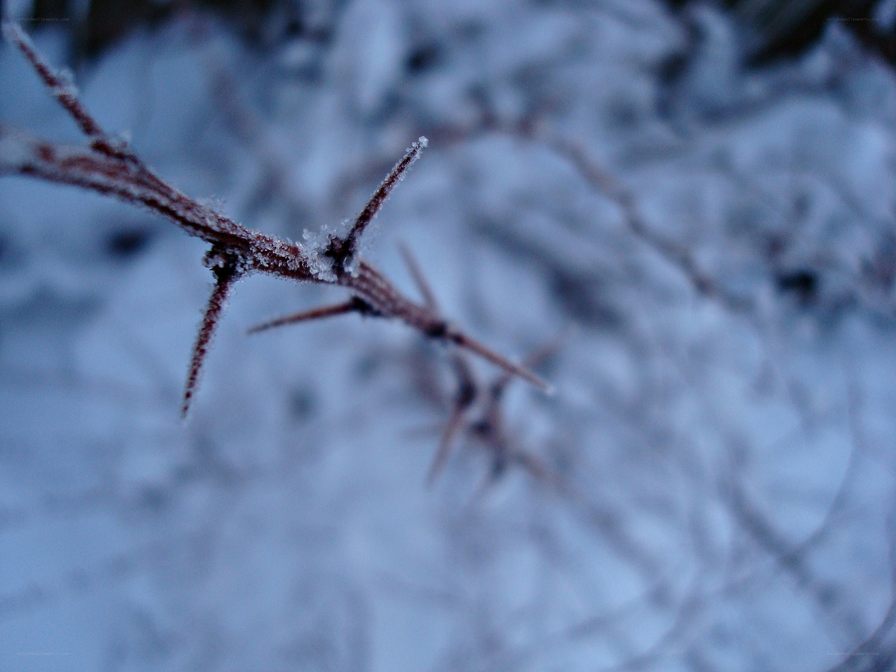 frost-covered thorny branch