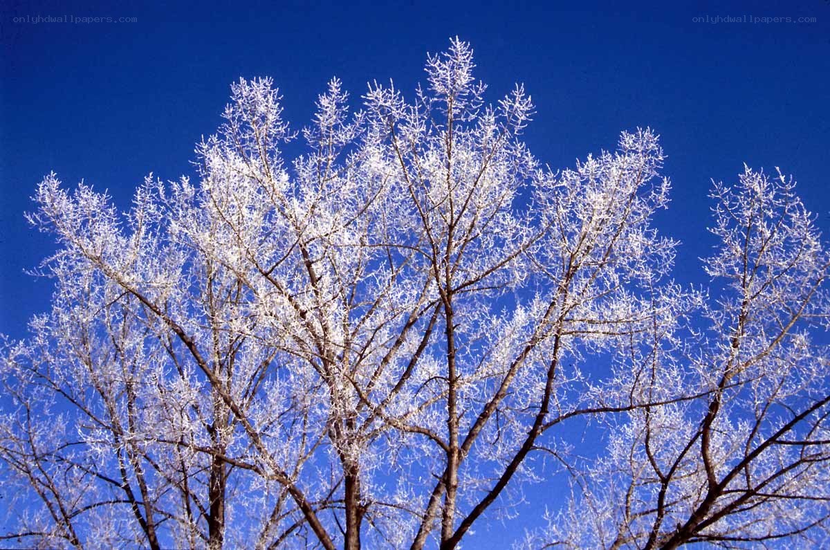 Frost-covered tree against blue sky