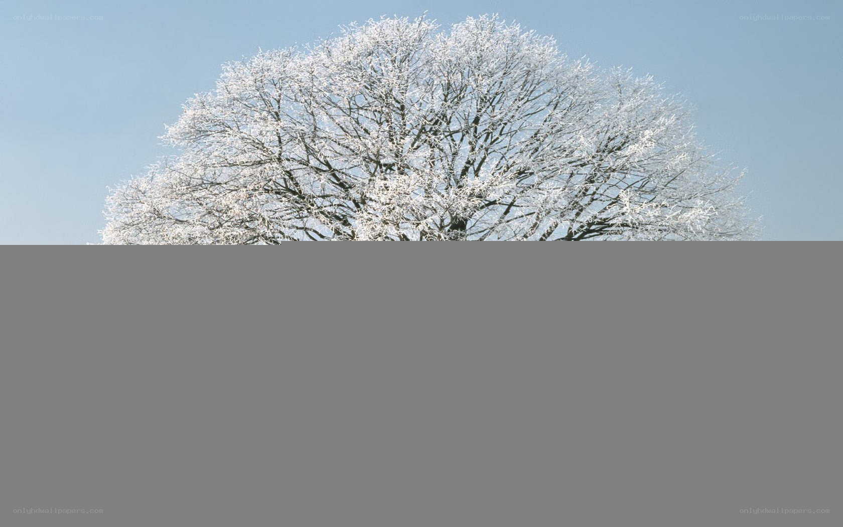Frost-covered tree against blue sky
