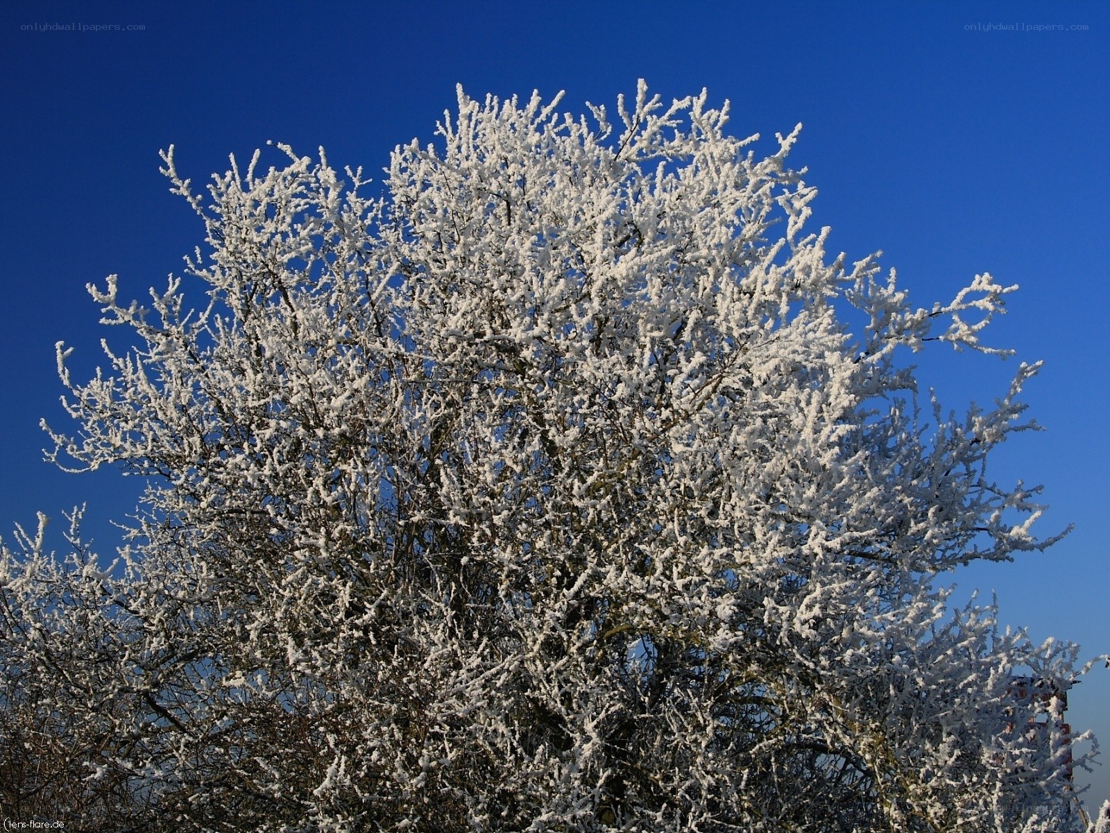 Frost-covered tree against blue sky
