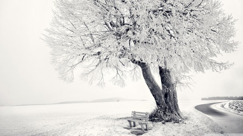 Frost-covered Tree and Bench