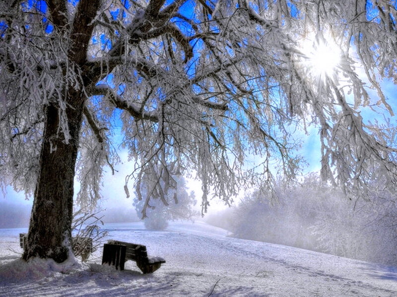 Frost-covered Tree and Bench — White