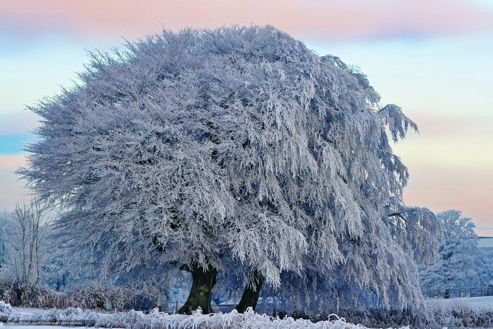 Frost-covered tree at dawn