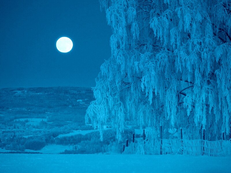 Frost-covered Tree at Night — Blue