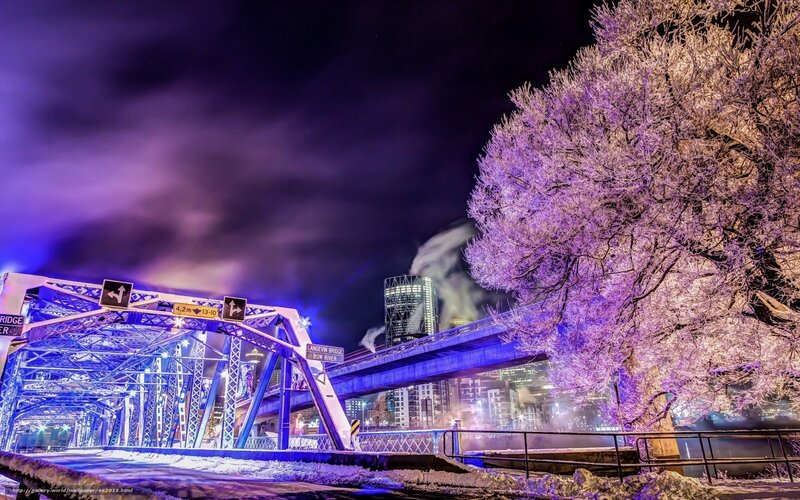 Frost-covered Tree at Night — Purple