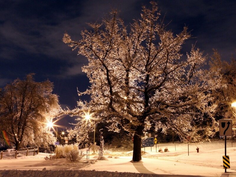 Frost-covered Tree at Night — White