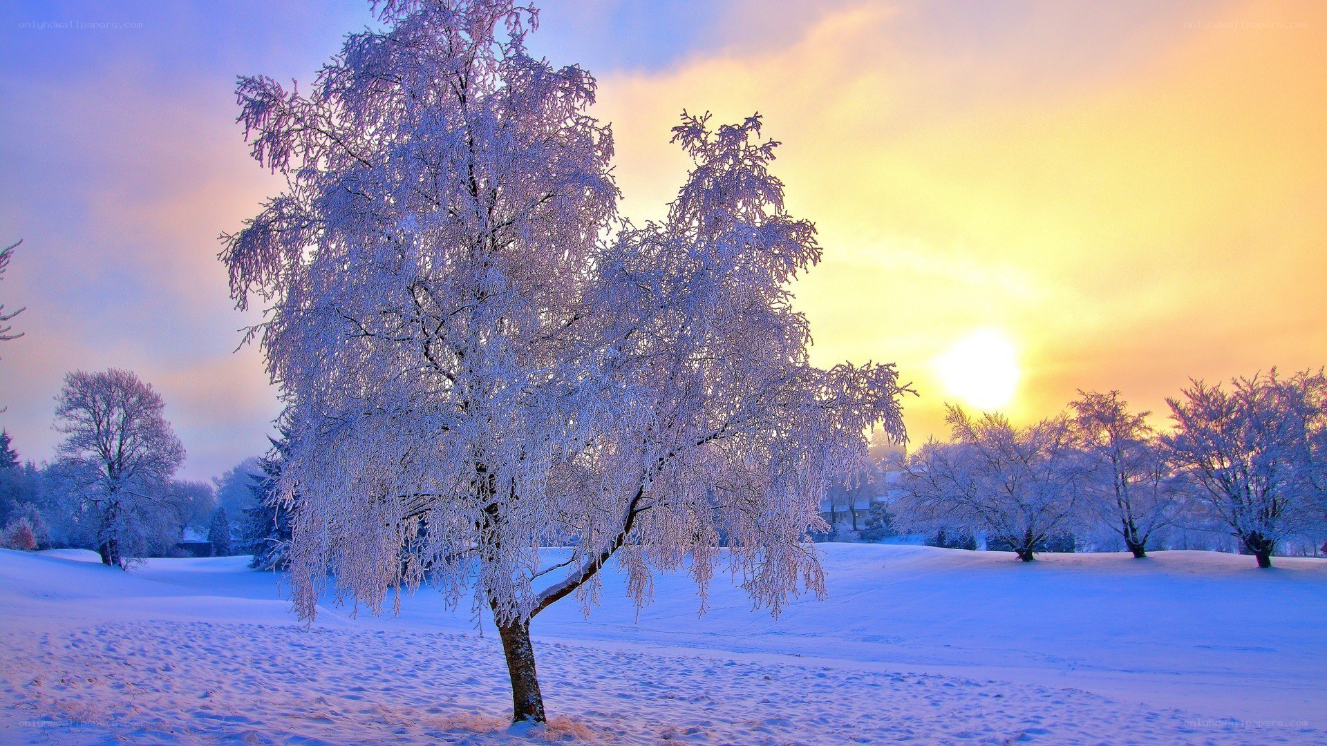 Frost-covered tree at sunrise