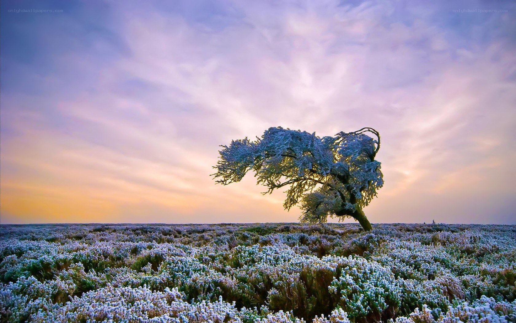 Frost-covered tree at sunrise