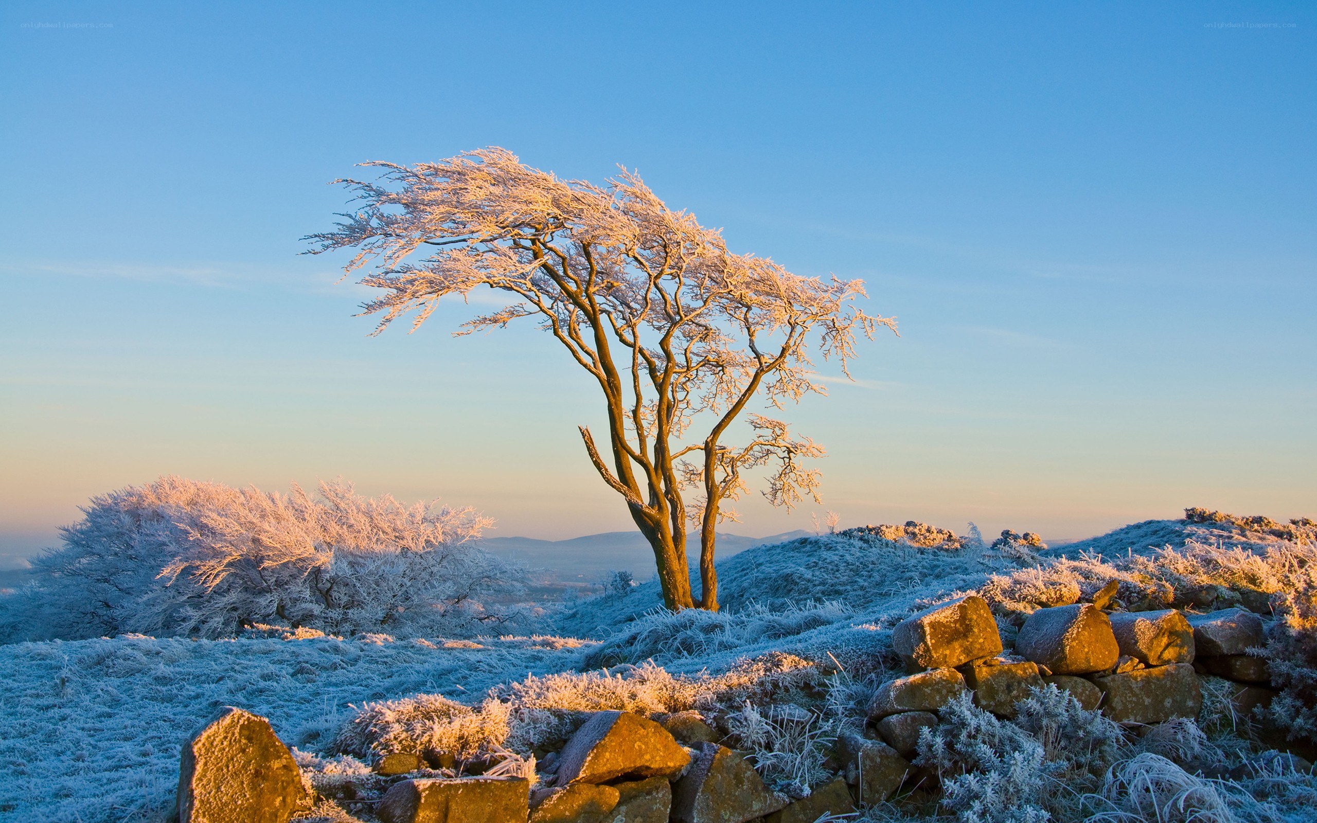 Frost-covered tree at sunrise