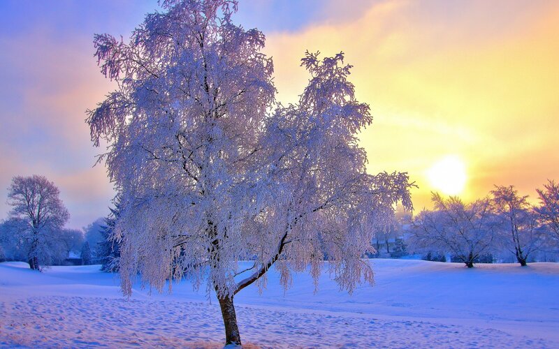 Frost-covered tree at sunrise