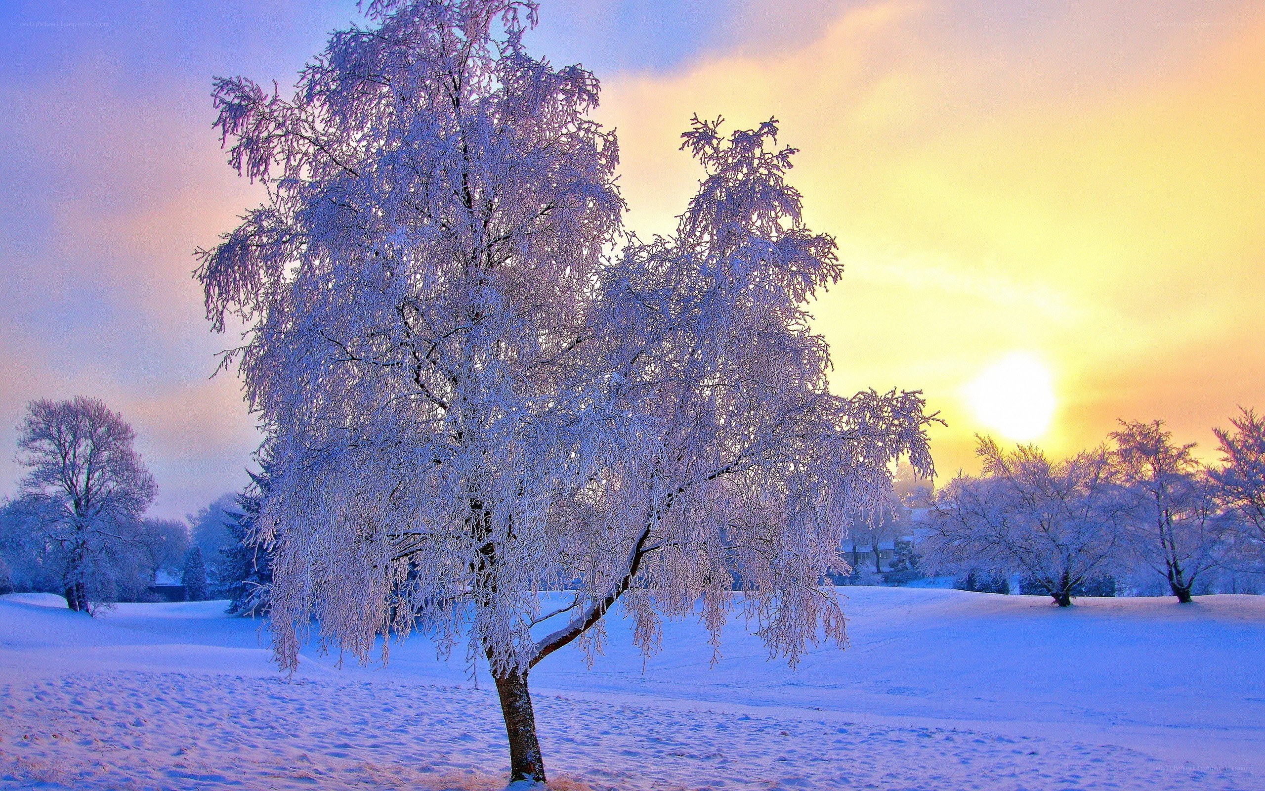 Frost-covered tree at sunrise