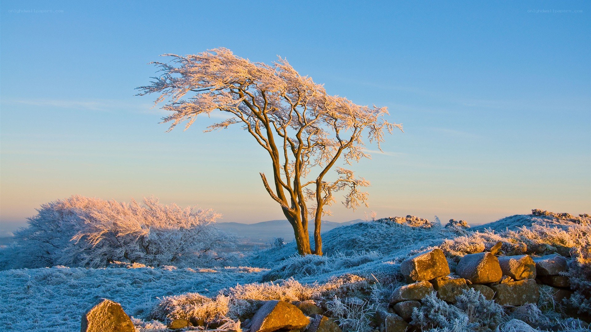Frost-covered tree at sunrise