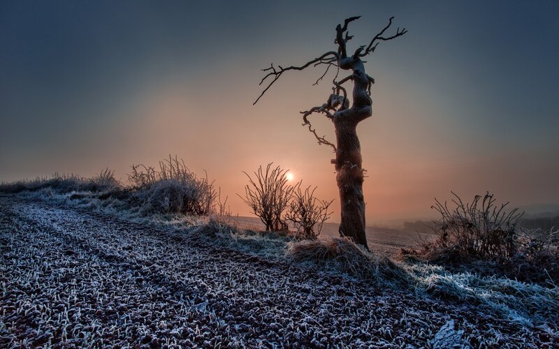 Frost-covered Tree at Sunrise — Blue
