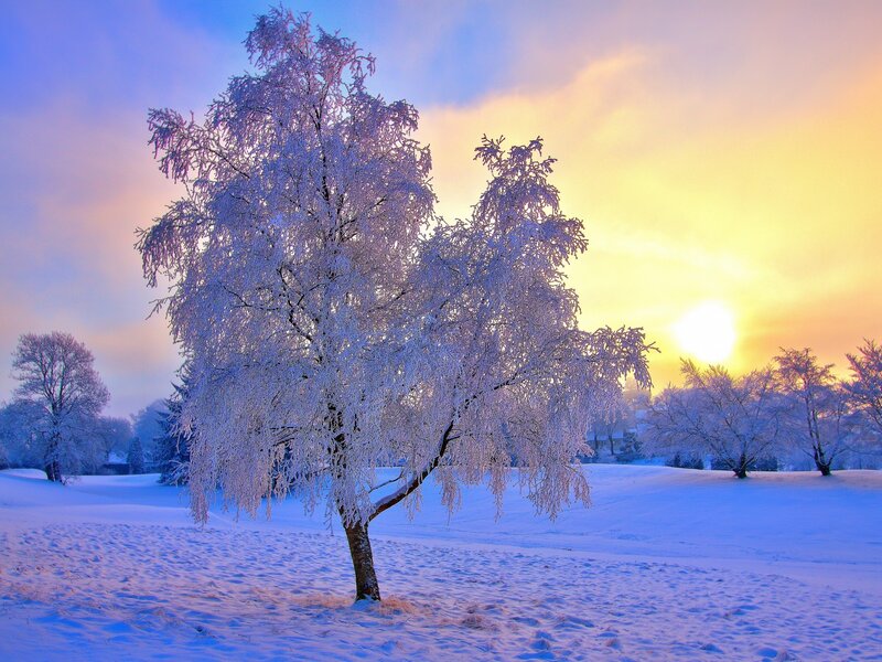 Frost-covered tree at sunrise