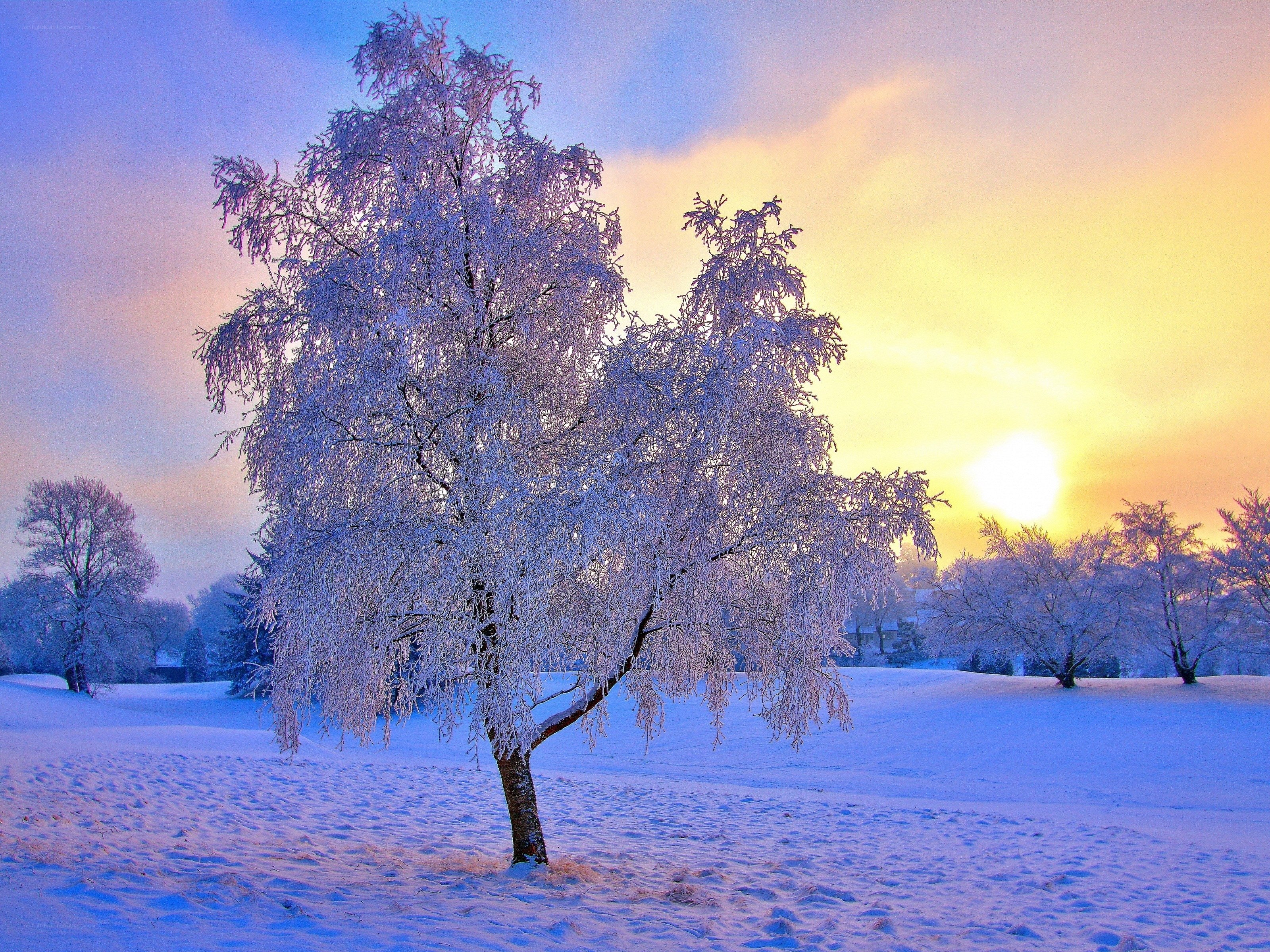 Frost-covered tree at sunrise
