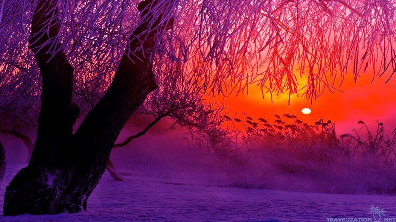 Frost-covered Tree at Sunset — Purple