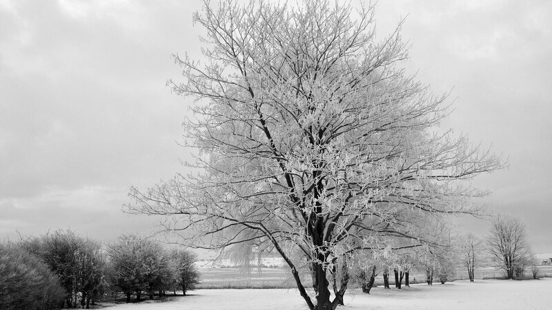 Frost-covered Tree — Black, Cold