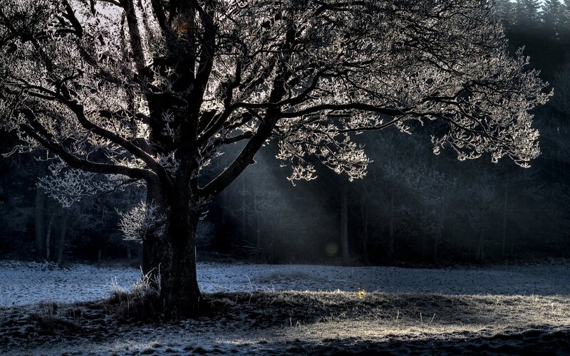 Frost-covered Tree — Black, Dramatic