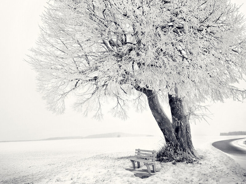 Frost-covered Tree — Black, Serene