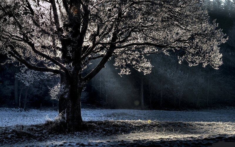 Frost-covered Tree — Black