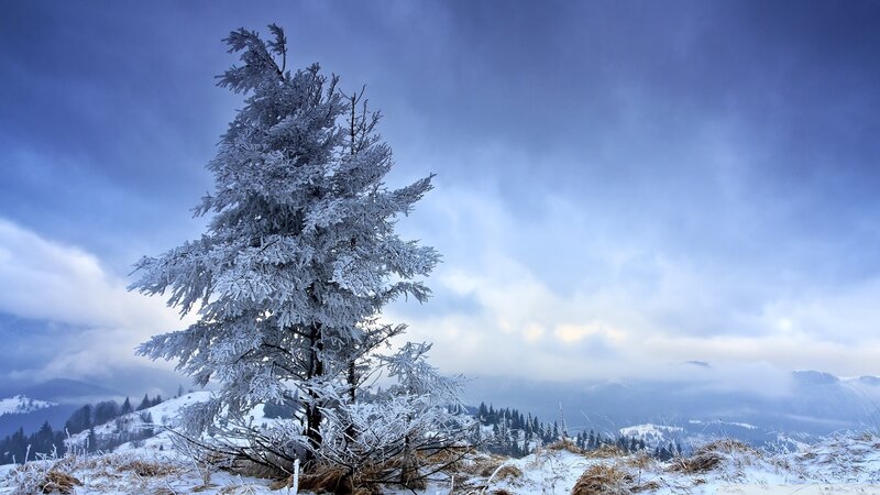 Frost-covered Tree — Blue, Cold