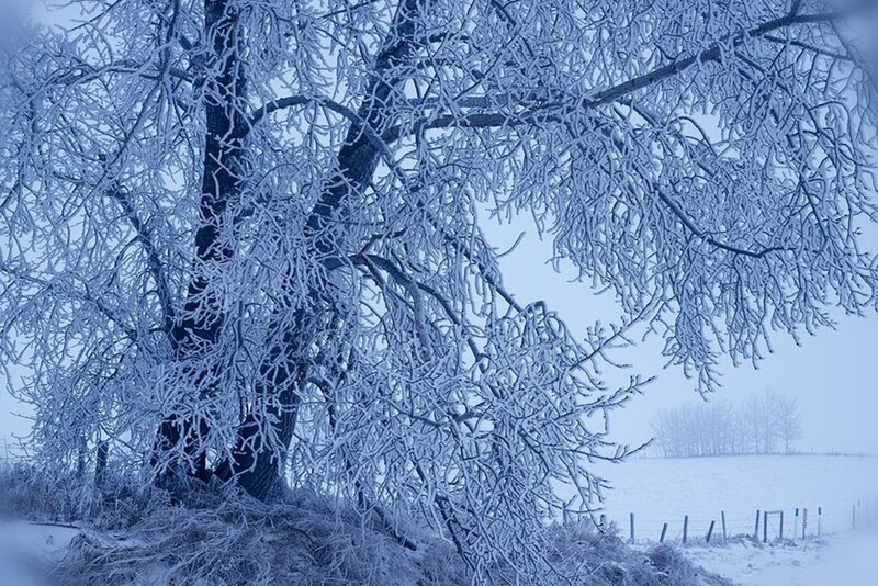 Frost-covered Tree — Blue, Cold, Winter