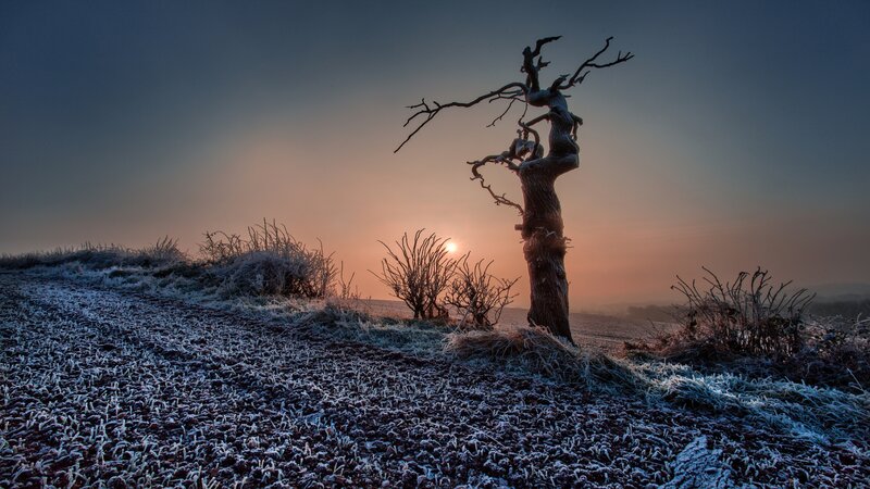 Frost-covered Tree — Blue, Dramatic, Sunset