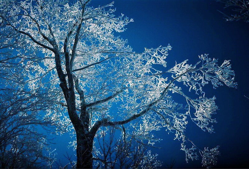 Frost-covered Tree — Blue, Dramatic