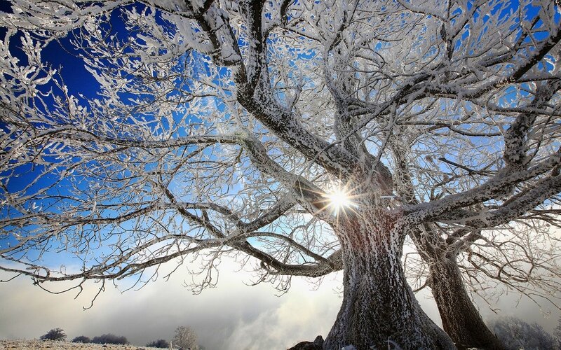 Frost-covered Tree — Blue, Dramatic, Winter, Photograph, Sun