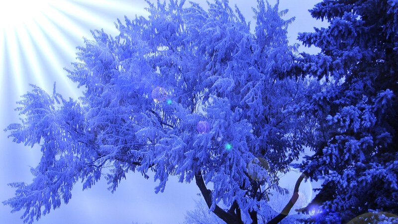 Frost-covered Tree — Blue, Dramatic, Winter, Photograph