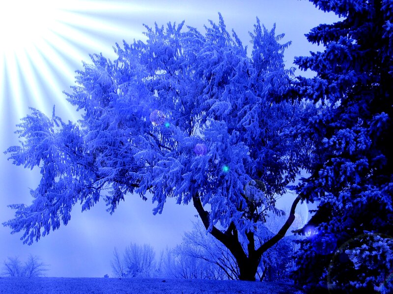 Frost-covered Tree — Blue, Dramatic, Winter