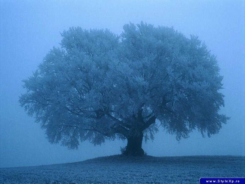 Frost-covered Tree — Blue, Misty, Winter