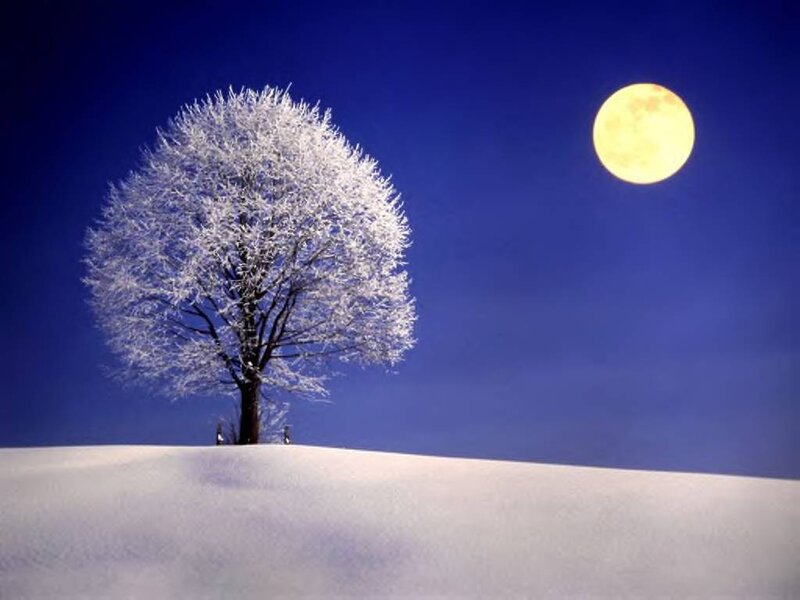 Frost-covered Tree — Blue, Serene, Night