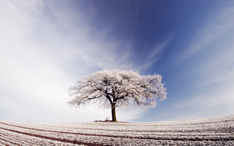 Frost-covered Tree — Blue, Serene, Winter, Photograph, Field, Sky, Clouds