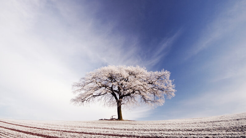 Frost-covered Tree — Blue, Serene, Winter, Photograph, Field, Sky