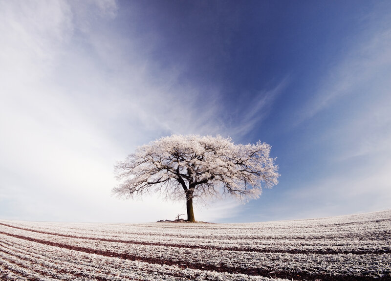 Frost-covered Tree — Blue, Serene, Winter, Photograph, Field