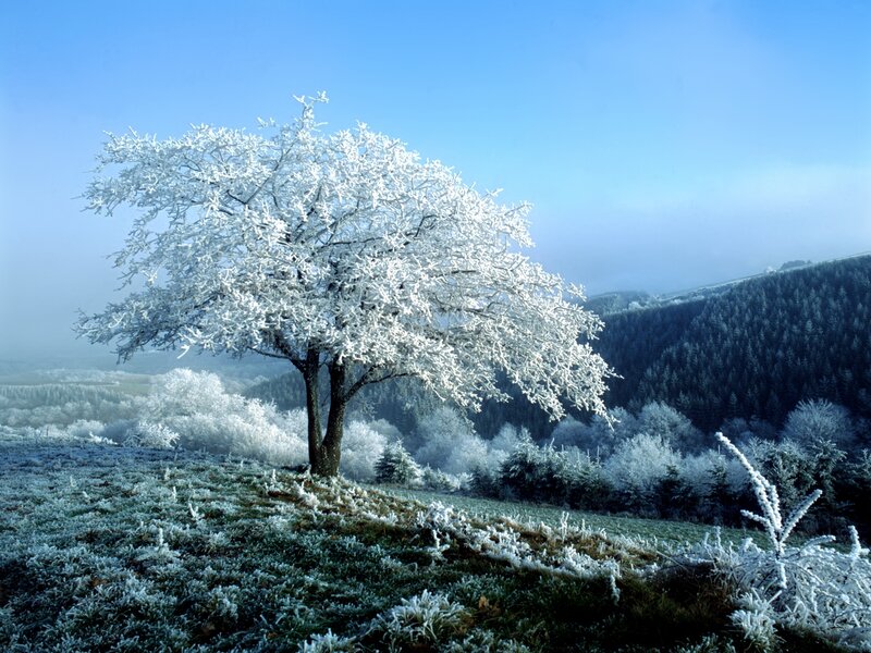 Frost-covered Tree — Blue, Serene, Winter, Photograph, Hill