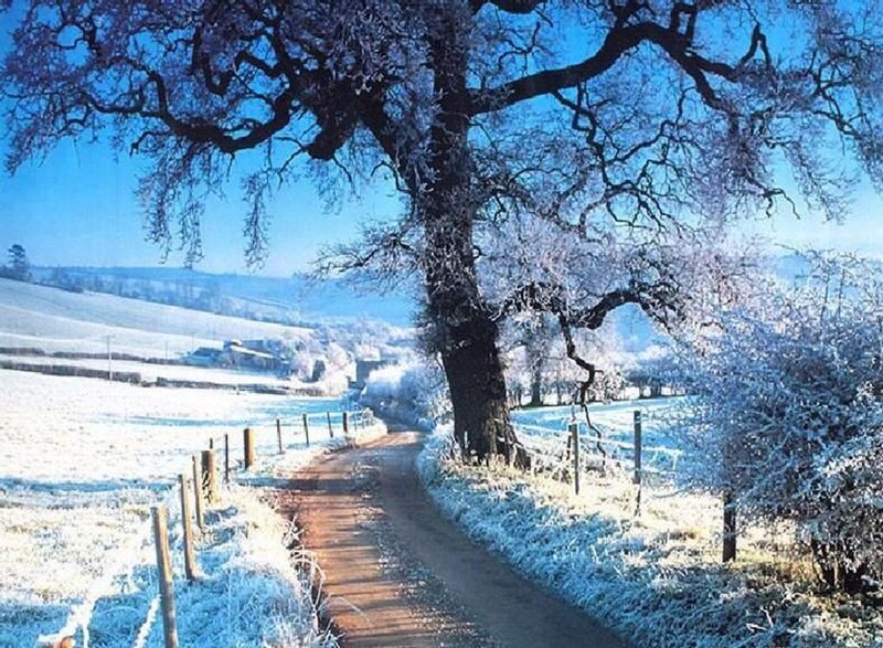 Frost-covered Tree — Blue, Serene, Winter, Photograph, Path, Field, Fence